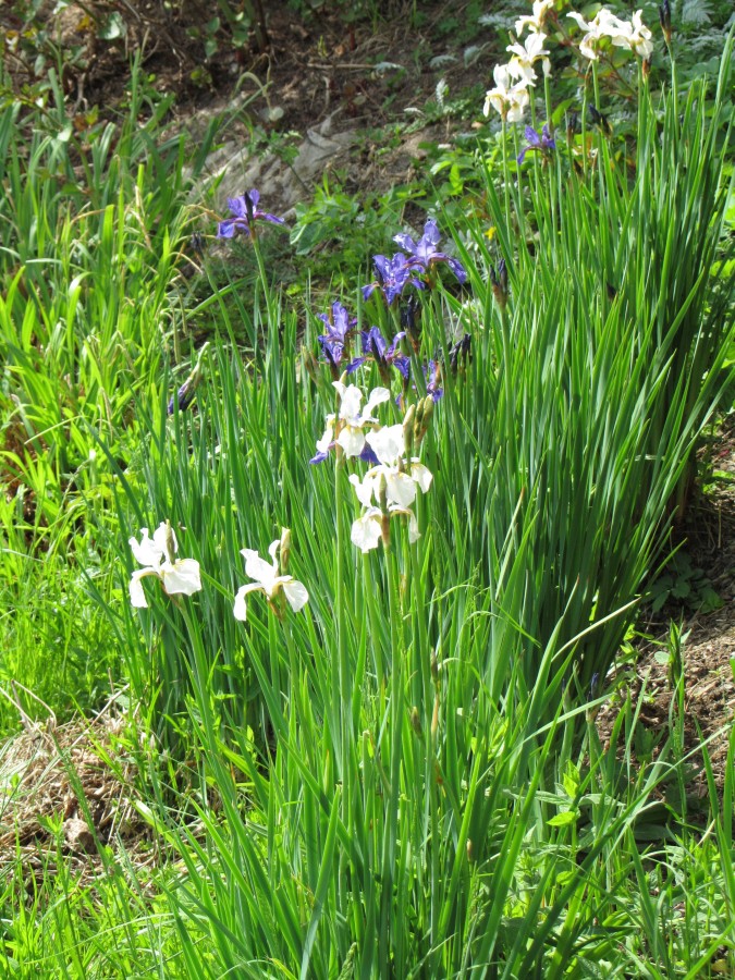 rostliny-iris-bily2.jpg
